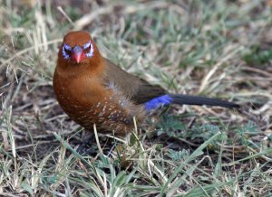 Purple Grenadier Female