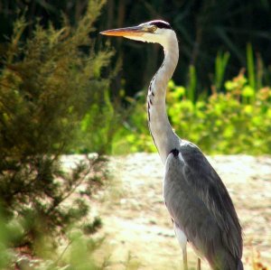 Grey Heron