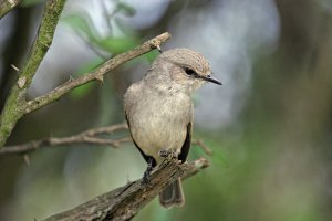 African Grey Flycatcher