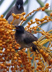 Dark-headed Bulbul