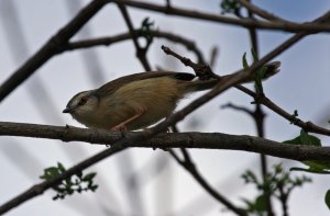 Tawny-flanked Prinia