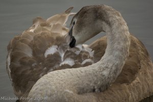 Preening Juvenile Swan