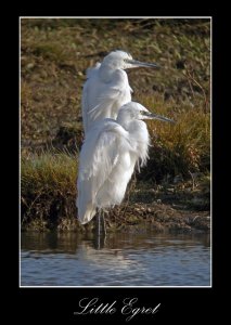 Egrets Marshside