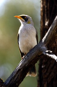 Yellow-throated Miner