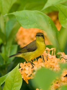 Olive Backed Sunbird Female