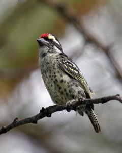 Red-fronted Barbet