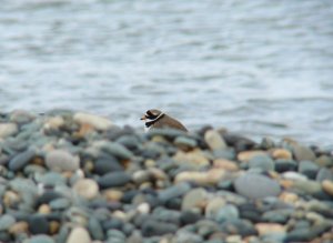 Ringed Plover