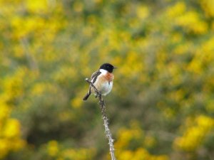 Stonechat