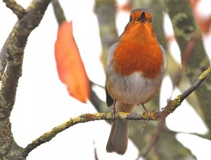 A very happy Robin