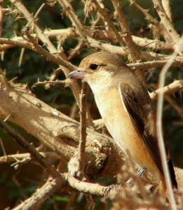 Shrike need ID