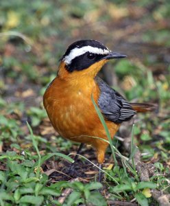 White-browed Robin-chat