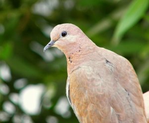 Laughing Dove