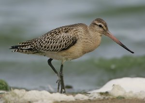 Bar-tailed Godwit