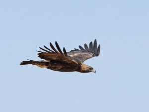 Golden Eagle