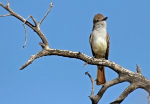 Ash-throated flycatcher