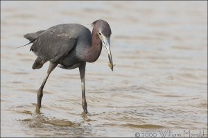 Little Blue Heron with Little Fish
