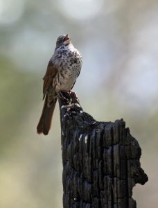 Thick-billed Fox Sparrow