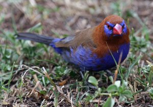 Purple Grenadier (Male)