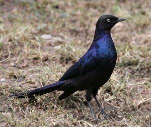 Ruppell's long-tailed starling