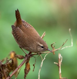 Wren