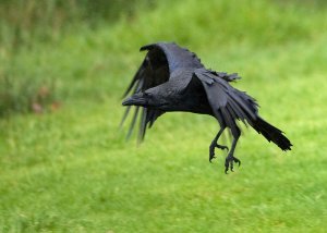 Raven in the rain
