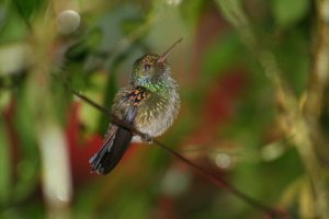 Blue chested hummingbird - Panama