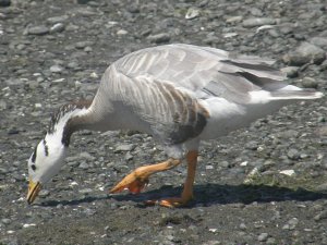 Bar-headed Goose Anser indicus