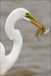 Great Egret and Goby