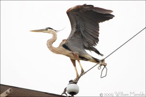 Great Blue Heron on Wire