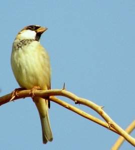 House Sparrow