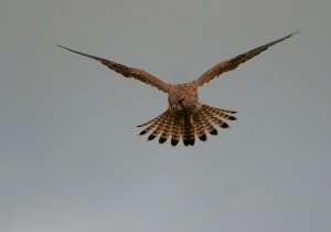 Kestrel - Hover Hawking