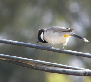 White Eared Bulbul