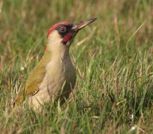 Green Woodpecker - Peckish