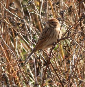 Reed Bunting - Female