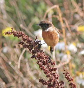 Stonechat on Curled Dock