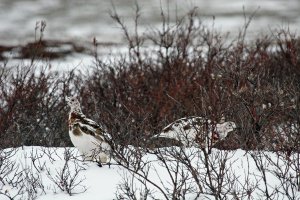 Willow Ptarmigan