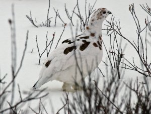 Willow Ptarmigan