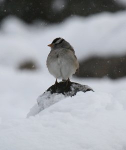 White-crowned Sparrow