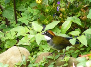 Chestnut-capped Brush-Finch