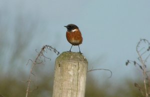 stonechat