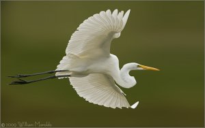 Great Egret Flight Capture