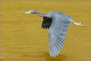 Little Blue Heron Flight Capture