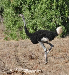 Somali Ostrich