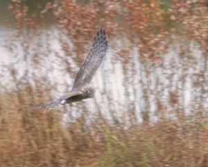 Hen Harrier - Foggy Day