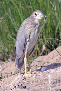 Black-Crowned Night Heron