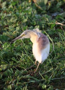 Squacco Heron