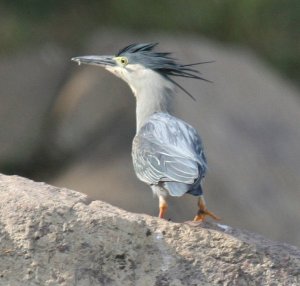 Striated Heron