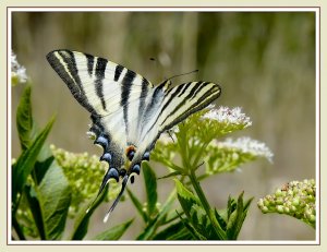 To Jamie: a special Swallowtail