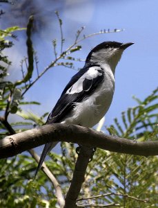 White-winged Triller