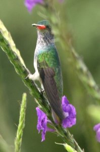 Blue-throated goldentail